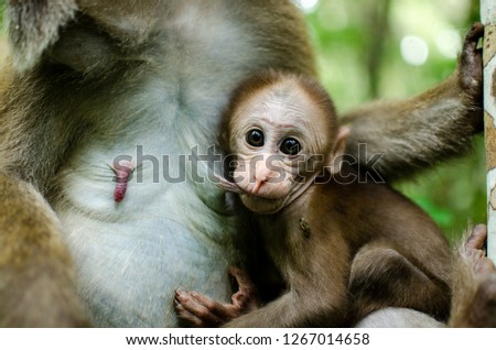 portrait baby monkey