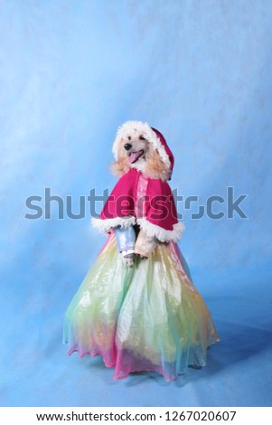 Dog in dress and winter hat on blue background on new year