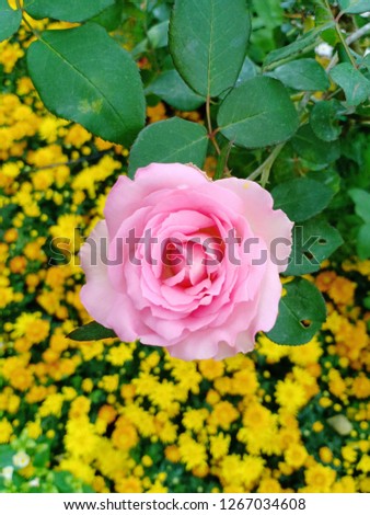 Rose at royal project fair in chiangmai thailand on tuesday winter