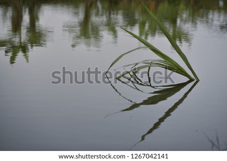 Sugarcane under the lake water in evening with some leaves over the water and blurred reflected banana trees background.  