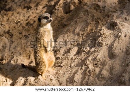 The meerkat or suricate Suricata suricatta is a small mammal and a member of the mongoose family
