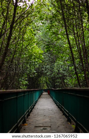 Walking towards a green bridge in a rain forest. Green bridge structure in the middle of a forest. 