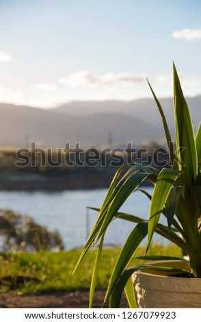 Green pot plant on a lake with mountains in the background