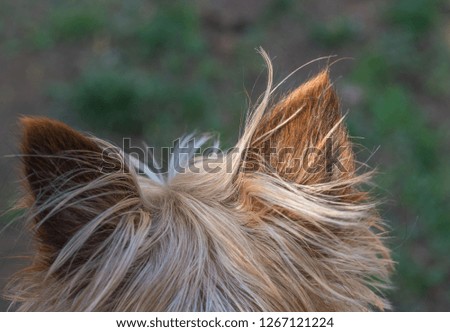 Alert dog ears isolated and viewed from behind the animal image with copy space in landscape format