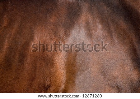 Coat of bay horse