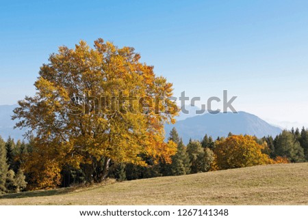 Magnificent autumn colored deciduous tree on a mountain meadow in the Monte Bondone mountains