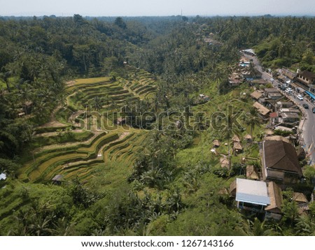 high panoramic view fields rice workers in Bali island, Indonesia