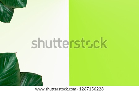Tropical tree leaves on green and white background