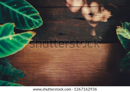 Wood board dark tone color with green leaf frame using as copy space background texture.