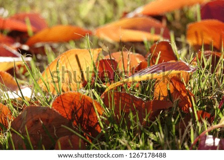 fallen leaves, autumnal tints