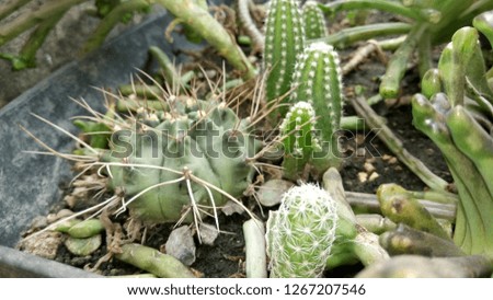 garden Cactus on pot, many kind. 