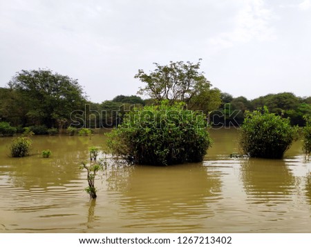 Swamp forest of Bangladesh