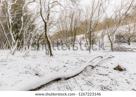 Trees with snow in winter with a fallen trunk