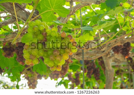 Close-up of a bunches of red grapes on the vine in the garden. Grape harvest concept.