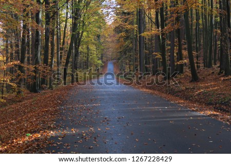 road with colorfull leaves in autumn forrest
