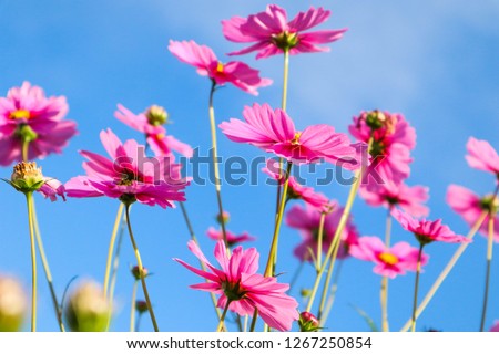 Beautiful pink cosmos flower field with Blue sky.