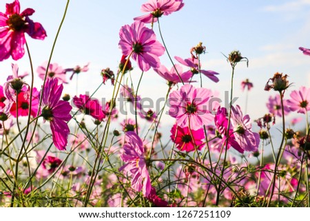 Pink cosmos flower blooming in the field warm sunlight in the morning.