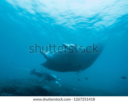 Young manta ray swimming in the blue water. Yap island, Federated States of Micronesia.