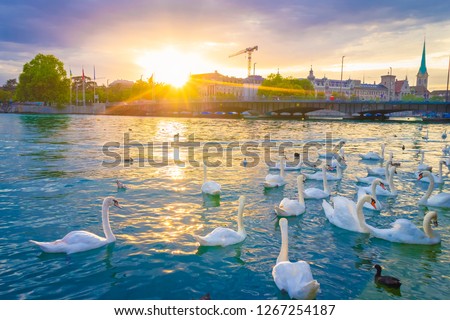 Sunset scene over lake Zurich and white swans with downtown background, Zurich, Switzerland.  Royalty-Free Stock Photo #1267254187