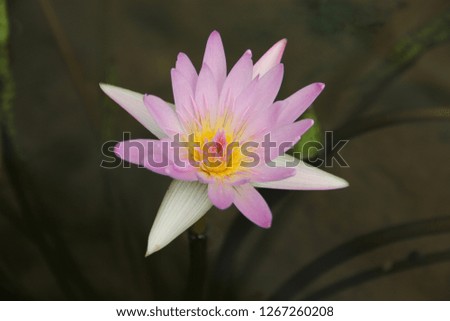 Beautiful lotus in the pond with nature.