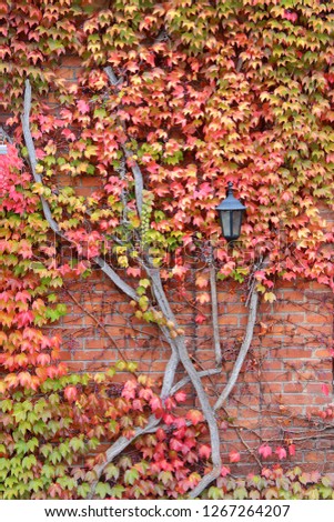 The photo was taken in the German city of Bayreuth. The picture shows a brick wall with a street lamp overgrown with girlish grapes in autumn colors.
