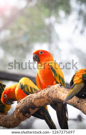 Colorful parrots on tree branch at zoo with flare light