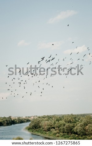 A group of birds on a sky background. World Migratory Bird Day