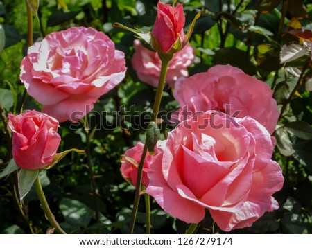 Lot of beautiful pink roses Queen Elizabeth in natural sunlight on a dark green background. Selective focus. Nature concept for design