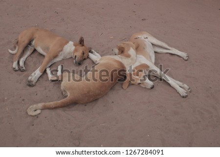 aerial photography - horizontal close up with  with three brown and white dogs lying on a sandy ground the Gambia, Africa, outdoors on a sunny day