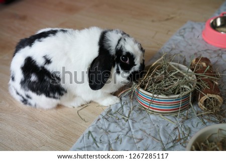 rabbit bunny holland lop eating hay and enjoy playful