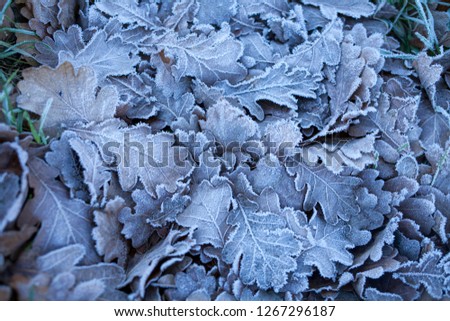 Abstract autumn and winter cold background, frozen leaves of oak. Save the forest.