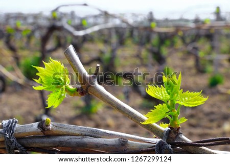 Landscape of vineyard