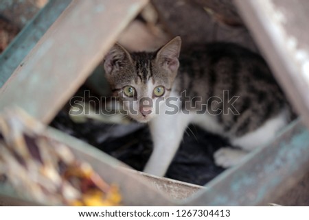 animal horizontal photography: small white, grey and black cat sitting between old broken plastic chairs, outdoors on a sunny summer day in the Gambia, Africa