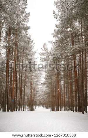 Trail for skiers in the forest with colored markers on the trees. Snow-covered trail between the trees. Snow falls to the ground and the tops of the trees. Real nature as it is and sport.