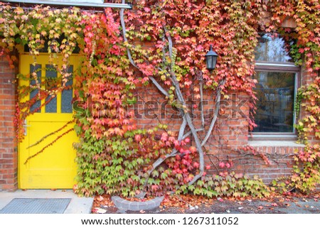 The photo was taken in Bayreuth. The picture shows a brick wall of a residential building with an emergency exit closed by a yellow door and a window. The whole wall is overgrown with maiden grapes.