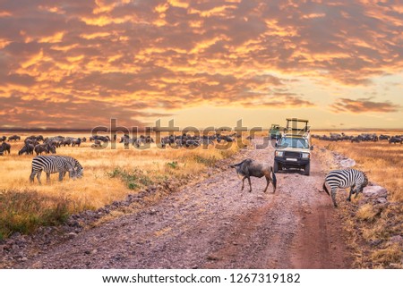 A game drive  Africa safari in Serengeti National Park,Tanzania. Royalty-Free Stock Photo #1267319182