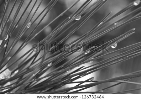 Droplets on pine needles.