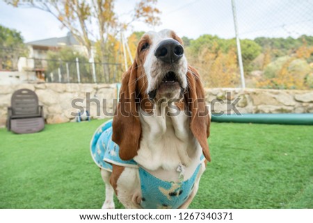 Cute dog brown and white funny basset hound with big ears and muzzle. Happy friendly dog comic with sad look and look and the cold clothes in his house in the backyard the sniffer sniffs