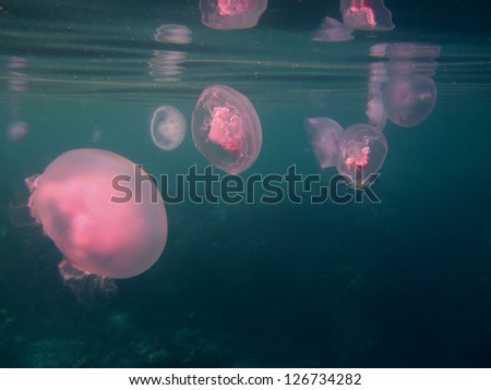 lot pink jellyfish in the sea water in the red sea Royalty-Free Stock Photo #126734282