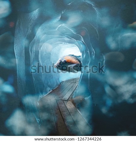 Fish inside an ice cave