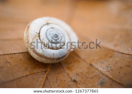 the small snail in the nature