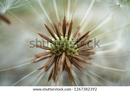 the beautiful dandelion flower in the nature