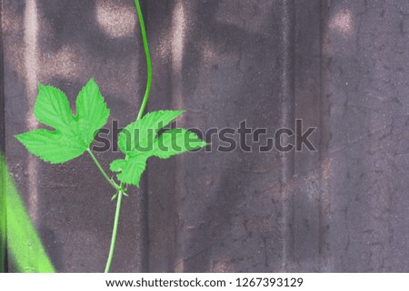 Two green leaves on grey wall background for graffiti. Copy space