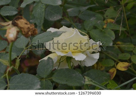 Rose, a flowering plant with sweet scent bearing a worm white flower which is a sign of love blossoming under the day light outdoor, in a gardenproviding lively and fresh atmosphere into the area