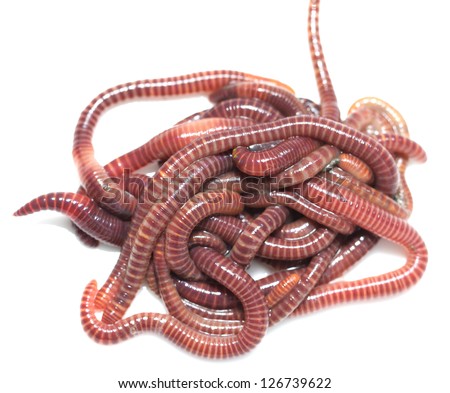 earthworm on a white background