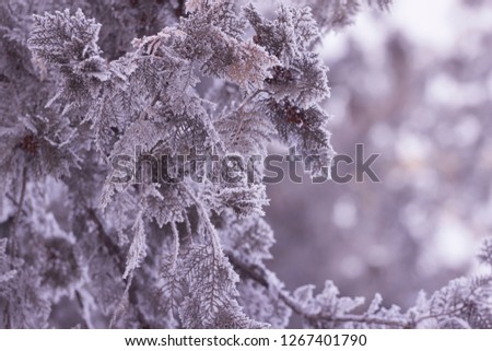 Frosty pattern on the needles of a Christmas tree. concept for winter background.