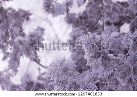 Frosty background of patterns on the twigs and needles of the Christmas tree. Winter background on the screensaver. Design concept.