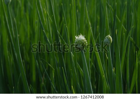 green wall of onion leaves