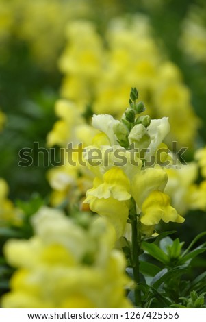 colorful snapdragon flowers