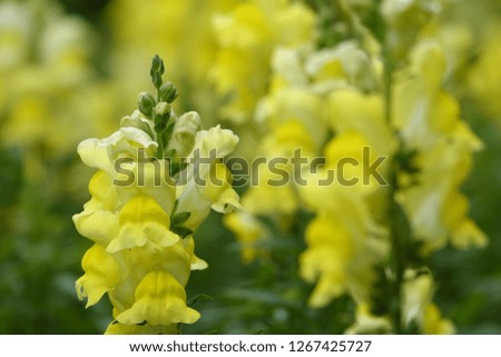colorful snapdragon flowers
